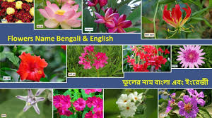 Check spelling or type a new query. Flowers Name English And Bengali à¦« à¦² à¦° à¦¬ à¦² à¦à¦¬ à¦‡ à¦° à¦œ à¦¨ à¦® Flowers Name A To Z à¦¬ à¦² à¦¦ à¦¶ à¦« à¦² Youtube