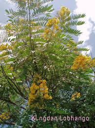 Image result for Polyscias fulva