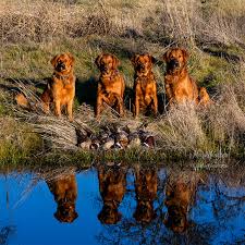 We began breeding and showing golden retrievers as a hobby. Redtail Golden Retrievers Redtail Golden Retrievers