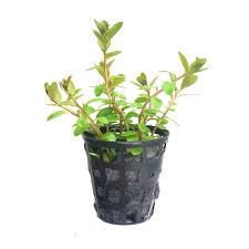 Image result for Ludwigia senegalensis