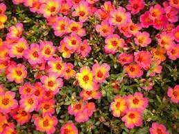 Even common purslane can be pretty. Purslane Portulaca Oleracea Tequila Sunrise Purslane From Sedan Floral