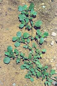 Image result for Trianthema