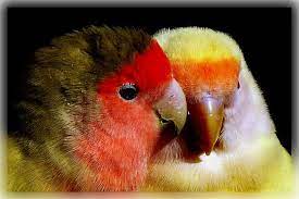 How To Take Care Of A Lovebird 7 Steps Detailed Guide Love Birds Bird Photography Bird Care