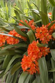 Image result for Clivia flowering