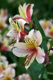 Alstroemeria Garden Flower Beds Alstroemeria Beautiful Flowers