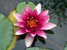 We did not find results for: 15 Flower Names In Hindi And English Owlcation