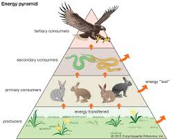 Trophic level is the position within a food chain that is occupied by a group of organisms in an ecosystem. Consumer Biology Britannica