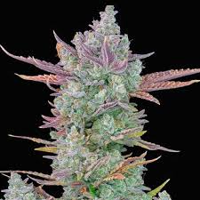 Crosses two favorites from bodhi seeds, snow lotus with oldsog's silver haze. Gorilla Cookies Auto Hanfsamen Delicious Seeds
