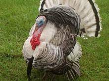 We did not find results for: Domestic Turkey Wikipedia