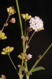 Image result for Boerhavia erecta
