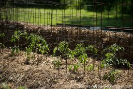 About 3 inches of mulch is recommended for beds, and becker recommends mulching twice a year. Creative Vegetable Gardener Why Mulch Is The Ultimate Garden Tool Creative Vegetable Gardener