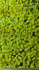 Salvinia Minima £5 a jar NG16