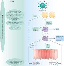 Immune Cartography Of Macrophage Activation Syndrome In The Covid 19 Era Nature Reviews Rheumatology