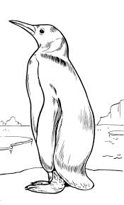 Follow along with our narrated step by step drawing lessons. How To Draw A Penguin Step By Step For Kids Beginners