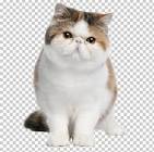 Kittens - For Sale Classifieds in Sterling, Virginia ...