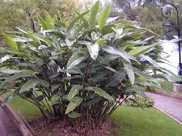 Variegated shell ginger combines these characteristics or striking color and bold texture in one plant. Alpinia Zerumbet Wikipedia