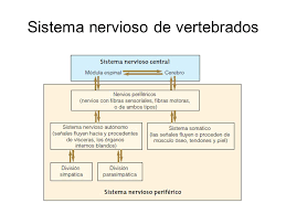 Aquí podréis ver el esquema de las vías neuronales Sistema Nervioso Ppt Descargar