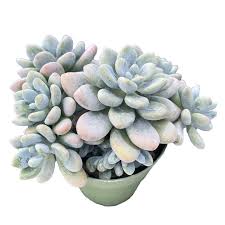 Image result for Mimulopsis excellens