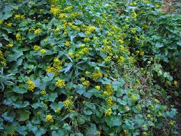Image result for Delairea odorata