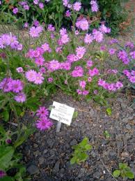 Image result for Senecio speciosus