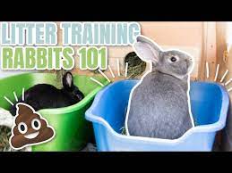 By spaying or neutering your rabbit, he will be much more likely to use his litter box (as well as much healthier and happier). Litter Training Rabbits 101 Youtube