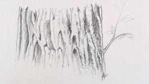 366 likes · 22 talking about this. Comment Dessiner L Ecorce D Un Arbre Les Cours De Dessin De Florence