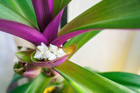 Share this post with them to get their. Ultimate Guide To Moses In The Cradle Tradescantia Spathacea Petal Republic