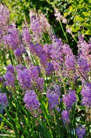 Image result for Oryzidium barnardii