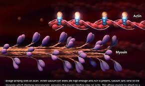 Muscle Contraction Process Molecular Mechanism 3d Animation Bmt4ptxrcva Muscular System Muscle Contraction Body Bones