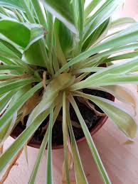 Get rid of spider mites from plants with soap such as castile soap or other liquid dish soap. Houseplants Forum Spider Plant With Yellowing And Dying Leaves Garden Org