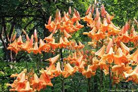 African Queen Lily Google Search Trumpet Lily Oriental Lily Lily