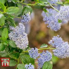 Ceanothus pumilus siskiyou mat and ceanothus prostratus squaw mat (sic) are amazing when seen in bloom in the spring. Ceanothus Skylark Thompson Morgan