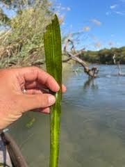 Image result for Antherotoma naudinii