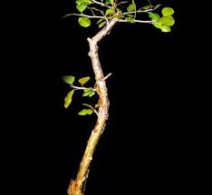 Image result for Brachystegia utilis × microphylla