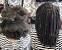 Dreadlock Extensions Before And After
