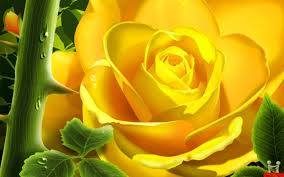 10 Rose Flower Wallpapers Rose Flower Wallpaper Flower Wallpaper Yellow Roses