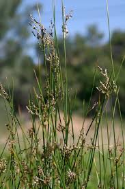 Image result for Juncaceae