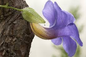 Image result for Thunbergia battiscombei