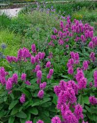 Image result for Stachys