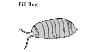 File Pill Bug Jpg Wikimedia Commons