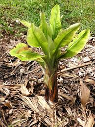 A strong spray of water from a hose will knock many of the aphids off the plant, and they won't be able to return. Knowledge Bank Chemical Control Of Banana Bunchy Top Virus