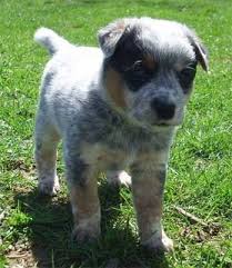 Australian cattle dog cartoon ceramic ornament. Pin On Futuristic