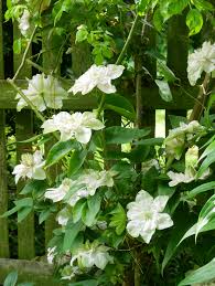 We did not find results for: Clematis Innocent Blush Ist Ideal Fur Romantische Garten