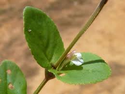 Image result for Vandellia