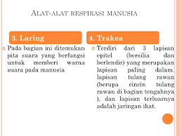 Sistem Pernapasan Respirasi Manusia Ppt Download