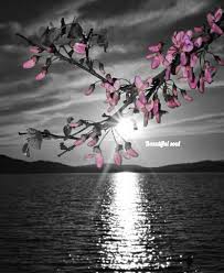 Beautiful Black And White With Color Splash Pin By Shellsbells10 On Sea And Lake Image Color Splash Pink Color Splash Art Color Splash