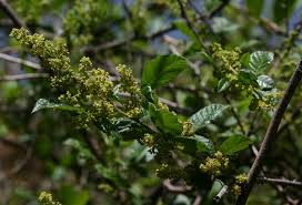 Image result for Searsia dentata