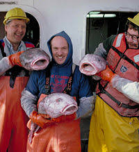 The blobfish only looks that way above water. Blobfish Vikidia The Encyclopedia For Children Teenagers And Anyone Else