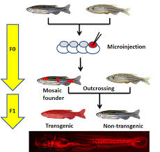 Transgenic Animals A Short Review