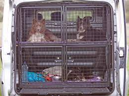 Dog Van Advice Please Dog Transport Dog Walking Business Dog Business